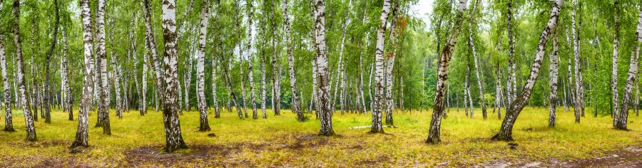 Картина на холсте Берёзы, арт hd2187801