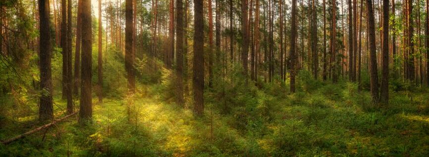 Картина на холсте Лес в лучах солнца, арт hd2156801